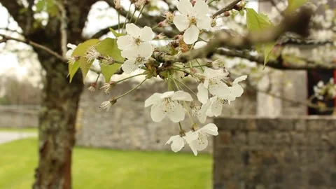 Cherry Tree in Courtyard Stock Footage 240657649