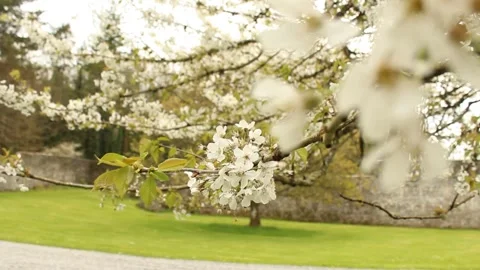 Cherry Tree in Courtyard Stock Footage 240657677