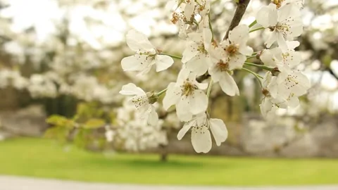 Cherry Tree in Courtyard Stock Footage 240657723