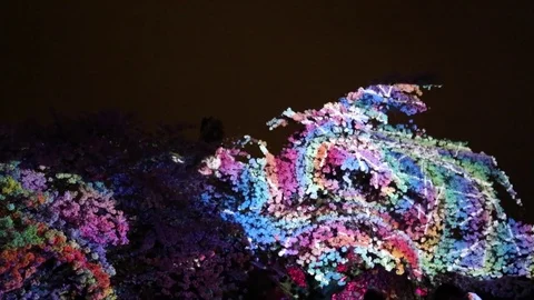 Cherry tree crown illuminated night Stock Footage 75086660