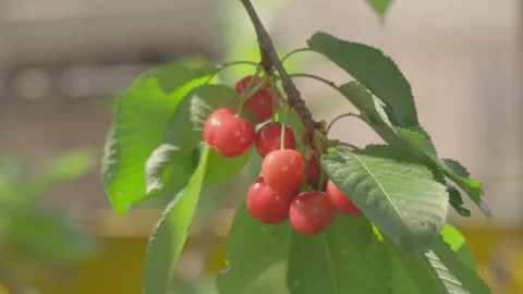 Cherry Tree Detail Video stock 276193579