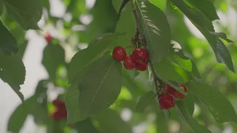 Cherry Tree Detail Video stock 276193614