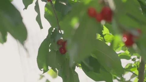 Cherry Tree Detail, Slow Motion Video stock 276193574