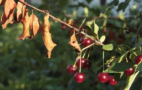 Cherry-tree diseases. Cherry Leaf Scorch. Erwinia amylovora. Dangerous bacteria Stock Photos
