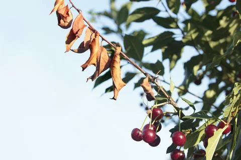 Cherry-tree diseases. Cherry Leaf Scorch. Fireblight. Bacteria infects leaves Stock Photos