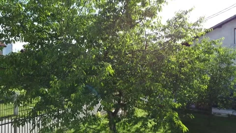 Cherry Tree - Drone footage Stockbeeldmateriaal 276854370