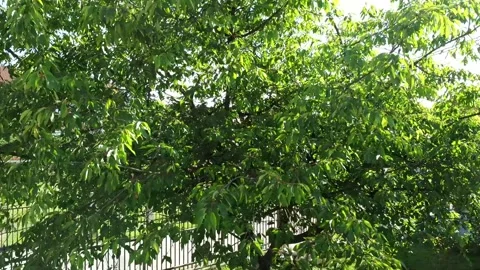Cherry Tree - Drone footage Stockbeeldmateriaal 276854374