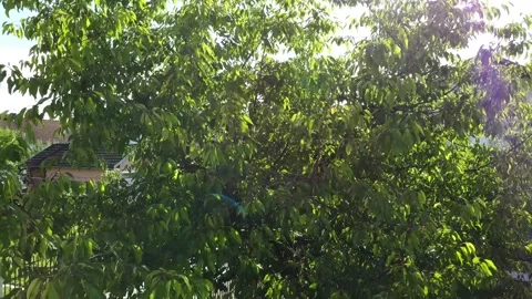 Cherry Tree - Drone footage Stockbeeldmateriaal 276854375