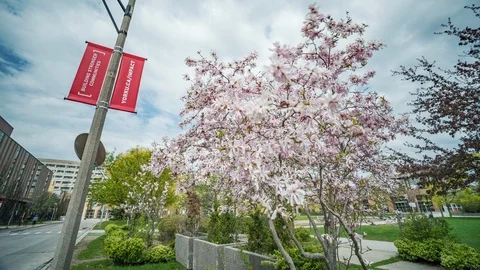 A Cherry tree during the cheery blossom at the York University Campus Video stock 113931567