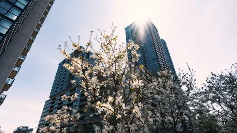 A Cherry tree during the cheery blossom at Toronto Cityplace Stock Footage 113931752
