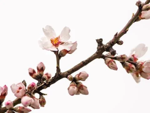 A cherry tree in early spring in Austria Stock Photos