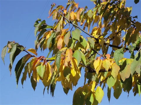 Cherry tree in the fall Stock Footage 83395671