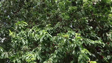 Cherry tree filled with ripe fruit in a thriving summer orchard Stock Footage 338279035