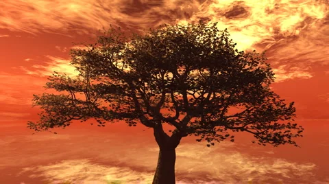 Cherry tree firesky Stock Footage 1090207