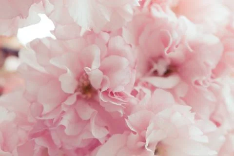 Cherry tree flower blossoms Stock Photos