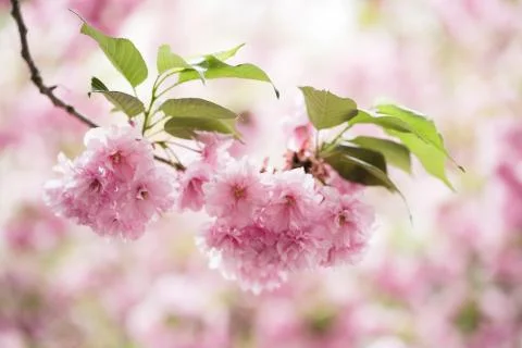 Cherry tree flower blossoms Stock Photos