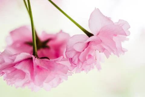 Cherry tree flower blossoms Stock Photos