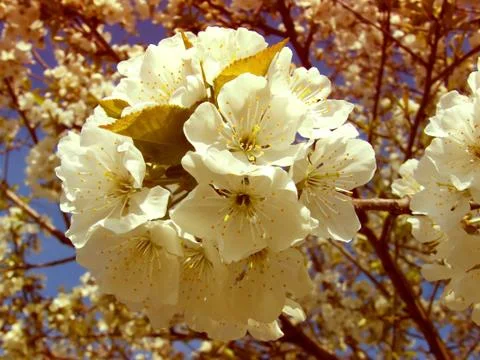 Cherry tree flower buds Stock Photos