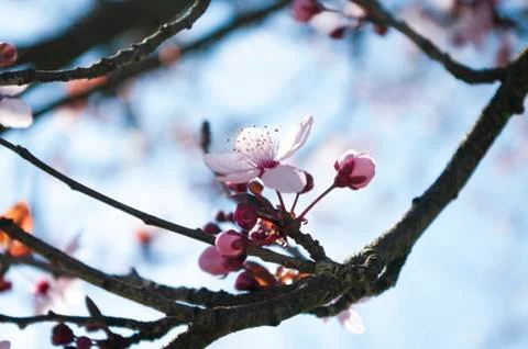 Cherry tree flower ,close up, background, botanical, natural. Foto stock