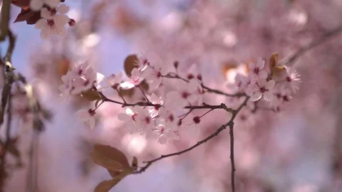 Cherry tree flower Stock Footage 74023695