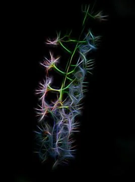 Cherry tree flower head digitally stylized Stock Photos