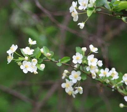 Cherry-tree flower Stock Photos