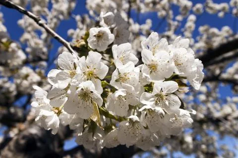 Cherry-tree flower. Stock Photos