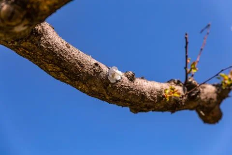 Cherry-tree flower. Stock Photos