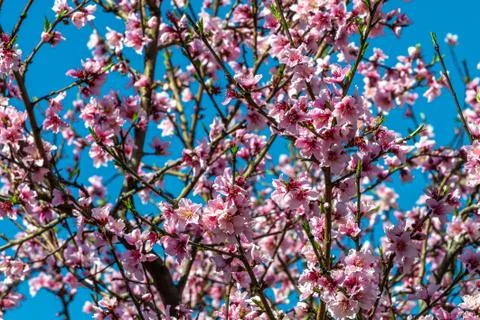 Cherry-tree flower. Stock Photos