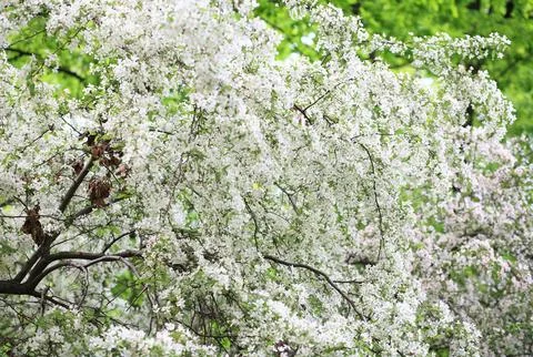 Cherry-tree flower Stock Photos