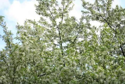 Cherry-tree flower Foto stock