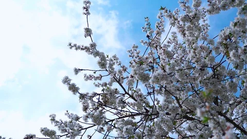 Cherry tree with flowering branches on a background of blue sky with clouds. Video stock 129100246