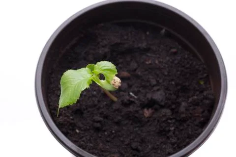 Cherry tree in flowerpot Stock Photos