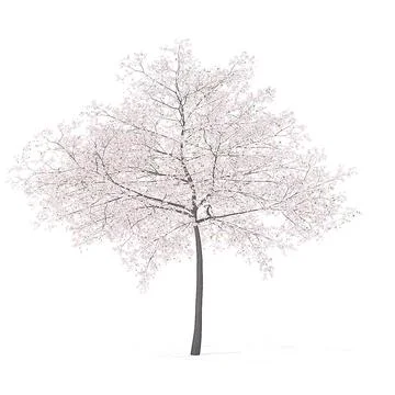 Cherry Tree with Flowers 3D Model 6.5m 3D Model