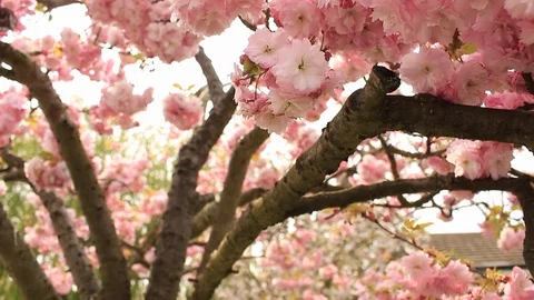 Cherry tree flowers and branches Stock Footage 106513727