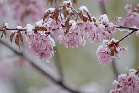 Cherry tree flowers and branches covered with wet snow during sudden snow sto Stock Photos