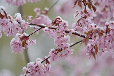 Cherry tree flowers and branches covered with wet snow during sudden snow sto Stock Photos