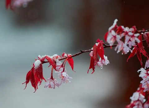 Cherry tree flowers and branches covered with wet snow Stock Photos