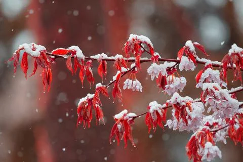 Cherry tree flowers and branches covered with wet snow during sudden snow sto Stock Photos