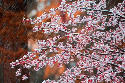 Cherry tree flowers and branches covered with wet snow during sudden snow sto Stock Photos