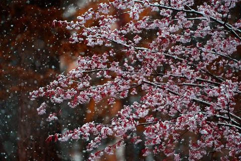 Cherry tree flowers and branches covered with wet snow during sudden snow sto Stock Photos