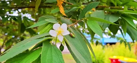 Cherry tree with flowers and leaves Stock Footage 274431925