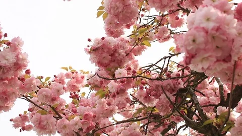 Cherry tree Flowers on a big tree Stock Footage 106513787