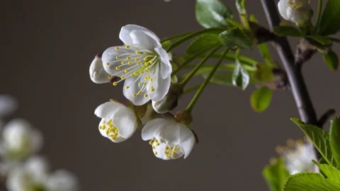 Cherry tree flowers bloom quickly on a dark background Stock Footage 133778925