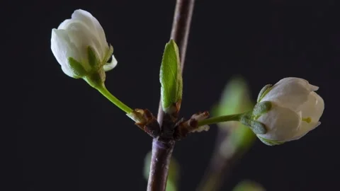 Cherry tree flowers bloom quickly on a dark background Stock Footage 133779088