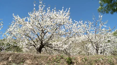 Cherry tree with the flowers in bloom in a terrace Stock Footage 49059580