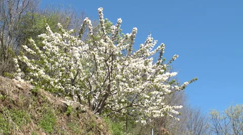 Cherry tree with the flowers in bloom in a terrace Stock Footage 49059774