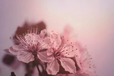 Cherry tree flowers blooming in spring Foto stock