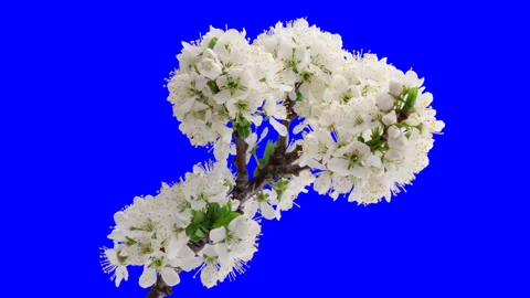 Cherry-tree flowers blooming. Time lapse with alpha channel Stock Footage 100115706