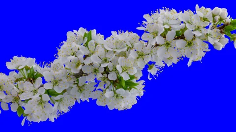 Cherry-tree flowers blooming. Time lapse with alpha channel Stock Footage 100115897